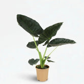 Alocasia ‘Regal Shield’ — Ø21 cm — H90 cm - Verdeia