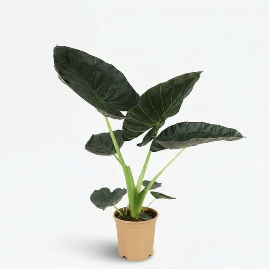 Alocasia ‘Regal Shield’ — Ø21 cm — H90 cm - Verdeia