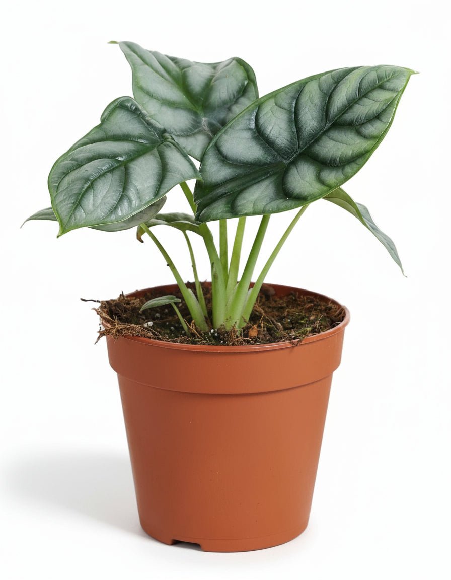 Alocasia Silver Dragon - 12 x 25 cm - Verdeia