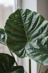 Alocasia Wentii — Oreille d&