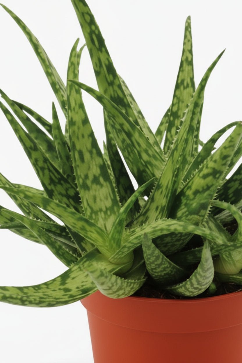 Aloe Spider — Ø10,5 cm — H15 cm - Verdeia