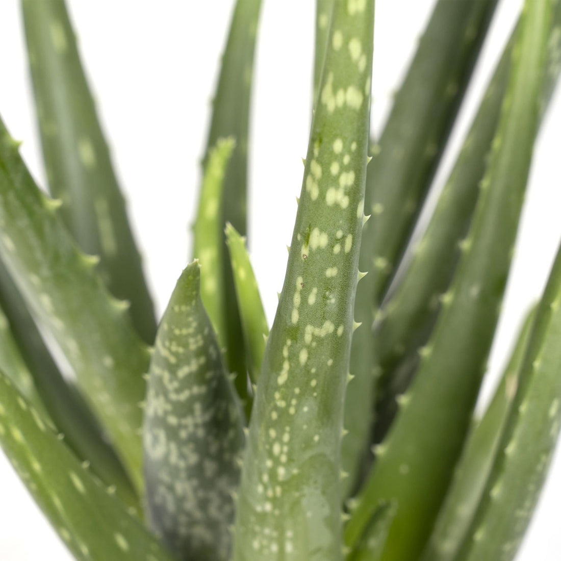 Aloe vera – Plante succulente purifiante - Verdeia