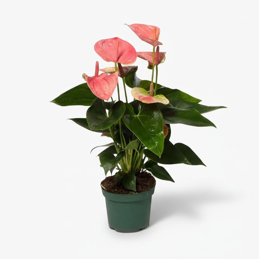 Anthurium Sweet Dream — Ø12 cm — H35 cm - Verdeia