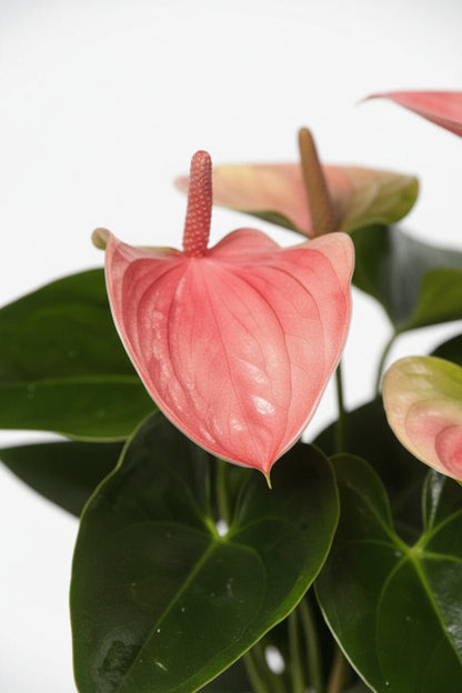 Anthurium Sweet Dream — Ø12 cm — H35 cm - Verdeia