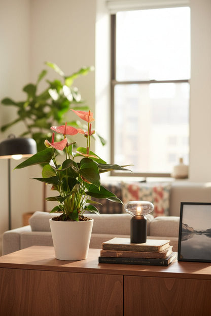 Anthurium Sweet Dream — Ø12 cm — H35 cm - Verdeia