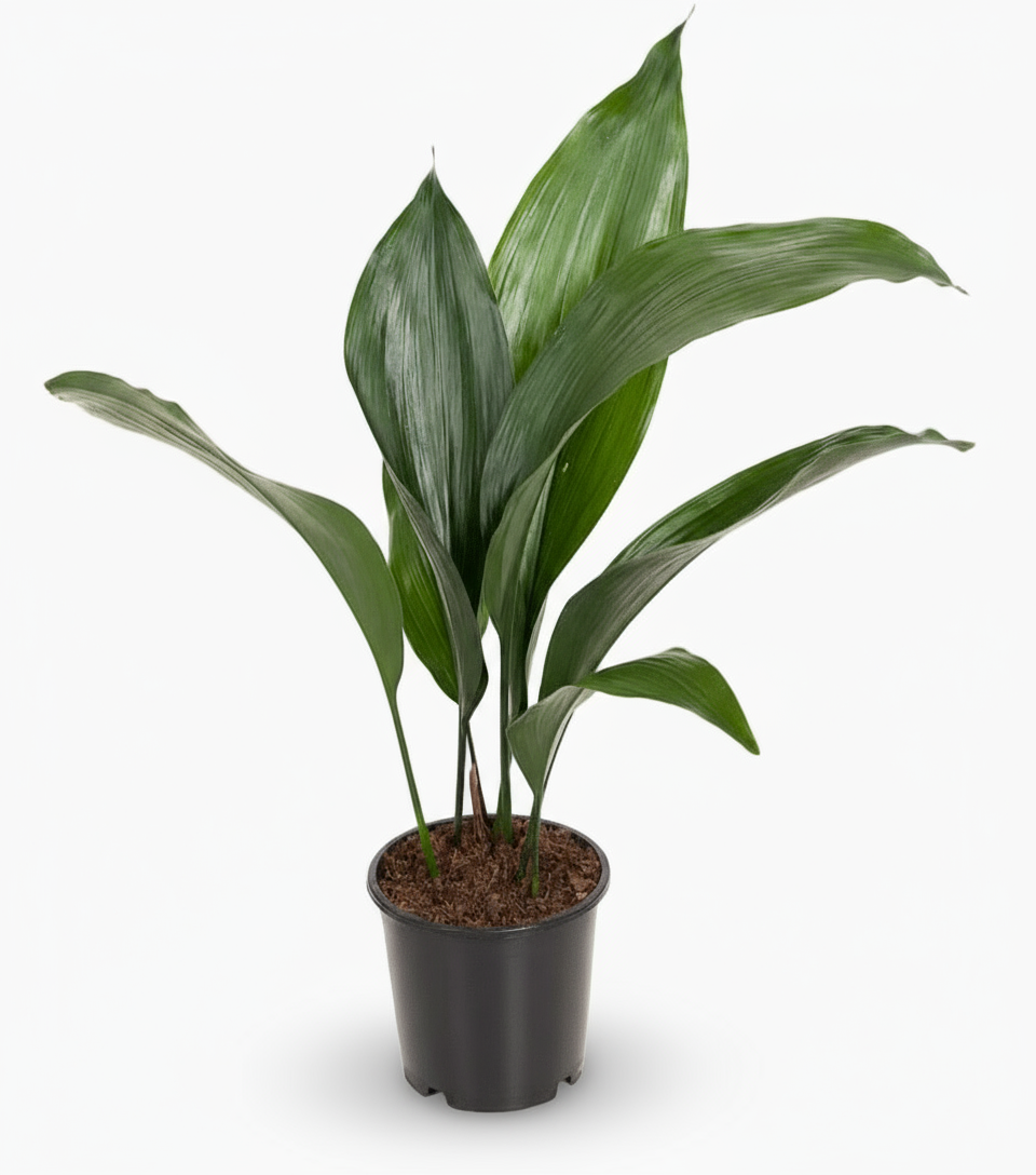 Aspidistra elatior – Langue de belle - mère japonaise - Verdeia