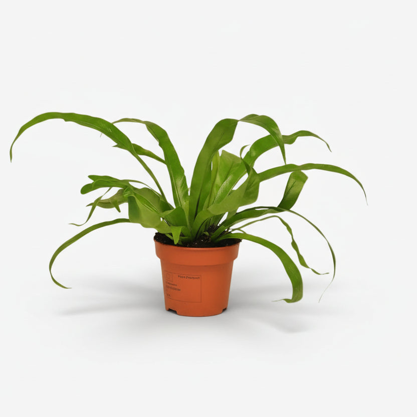 Asplenium Antiquum — Fougère nid d&