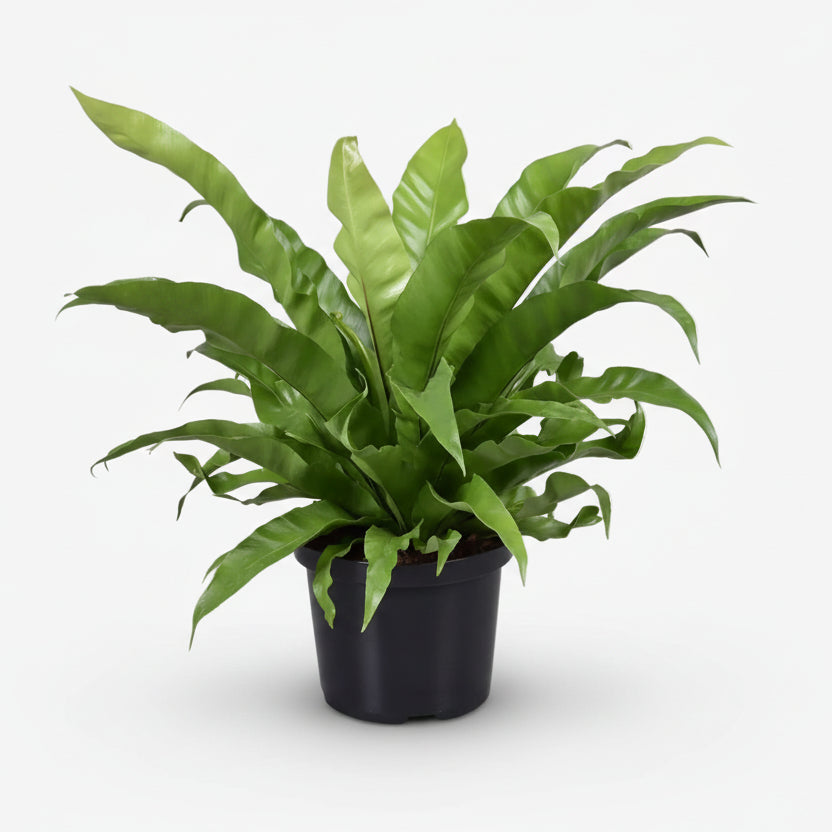 Asplenium Antiquum — Fougère nid d&