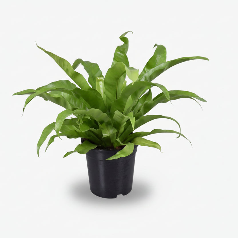 Asplenium Antiquum — Fougère nid d&