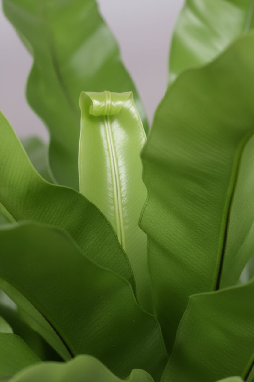 Asplenium Antiquum — Fougère nid d&