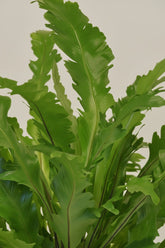 Asplenium Campio — Fougère nid d&