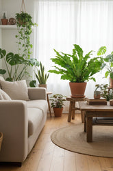 Asplenium Campio — Fougère nid d&