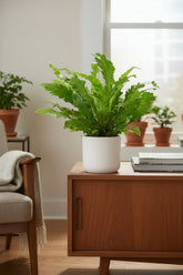 Asplenium Campio — Fougère nid d&