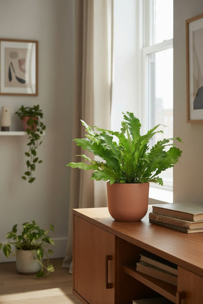 Asplenium Campio — Fougère nid d&