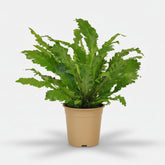 Asplenium Campio — Fougère nid d&