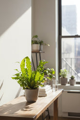 Asplenium Crispy Wave — Fougère nid d&