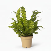 Asplenium Crispy Wave — Fougère nid d&