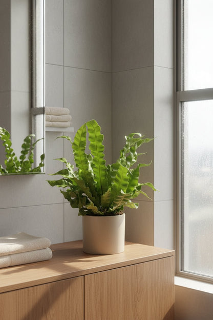 Asplenium Crispy Wave — Fougère nid d&