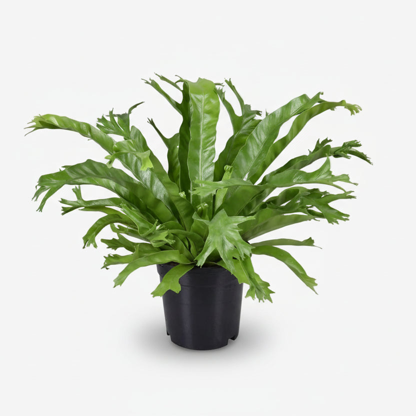 Asplenium Nidus Crissie — Fougère nid d&