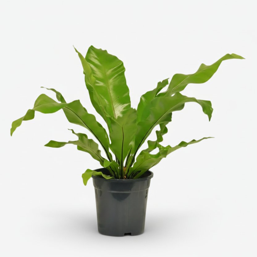 Asplenium nidus – Fougère nid d’oiseau - Verdeia