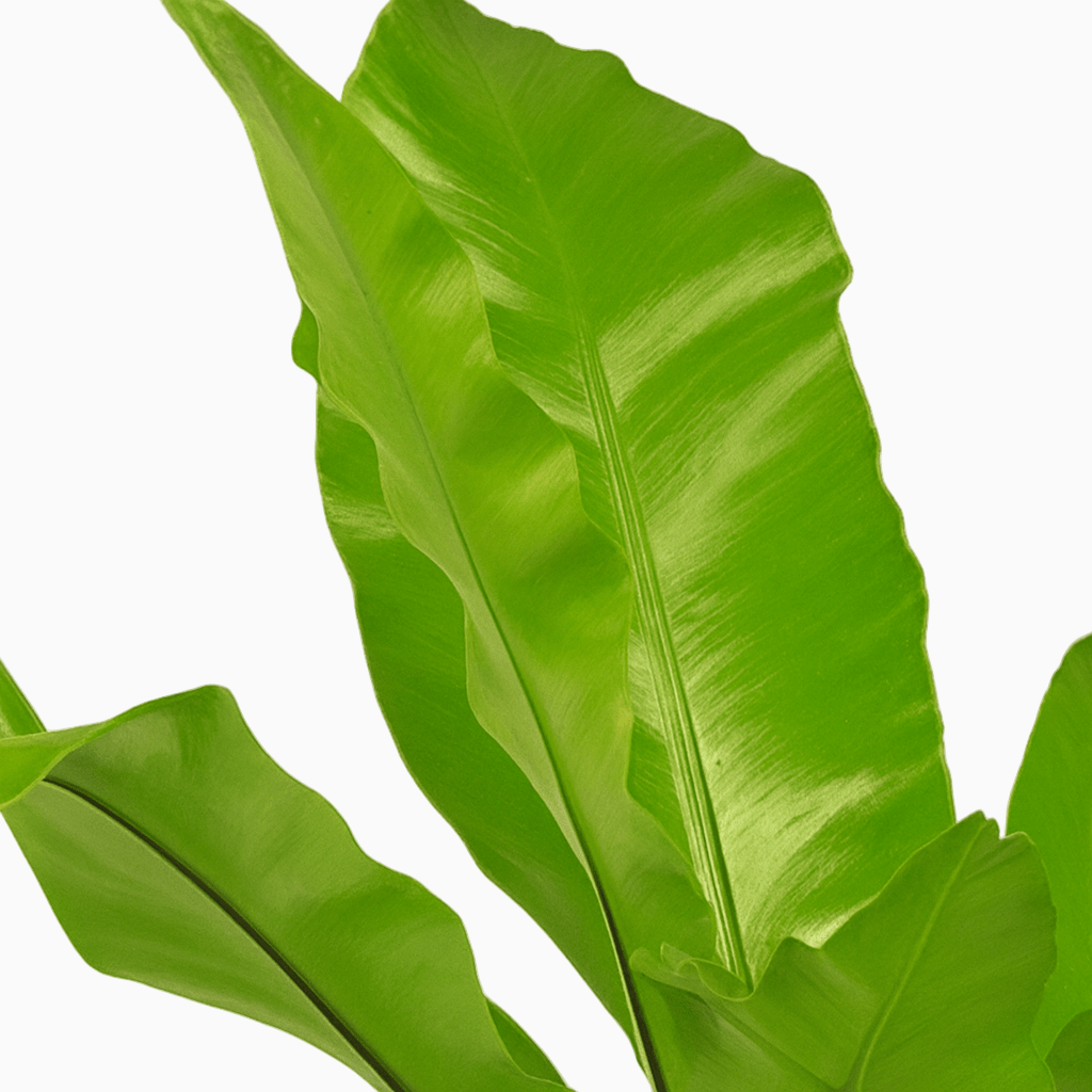 Asplenium nidus – Fougère nid d’oiseau - Verdeia