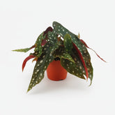 Begonia Maculata - Ø12cm - H20cm - Verdeia