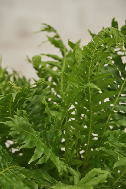 Blechnum Silver Lady — Fougère argentée — Ø17 cm — H50 cm - Verdeia