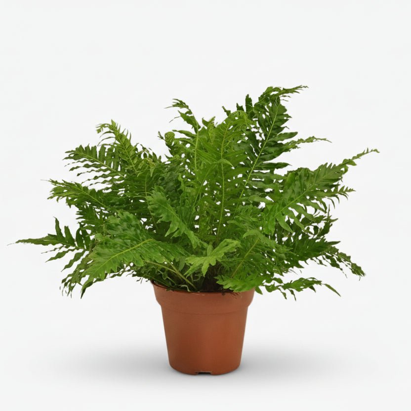 Blechnum Silver Lady — Fougère argentée — Ø17 cm — H50 cm - Verdeia