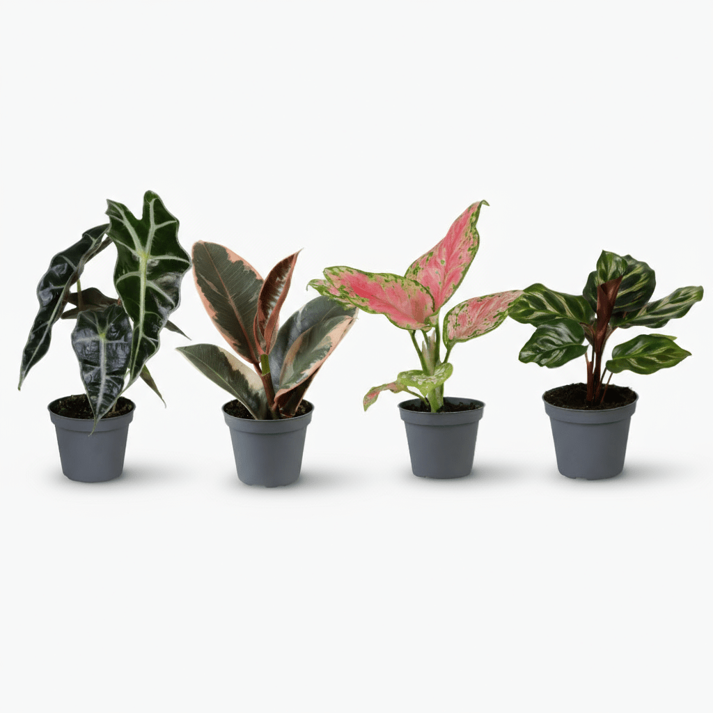 Box de 4 Mini Plantes Surprise - 6 x 12 cm - Verdeia