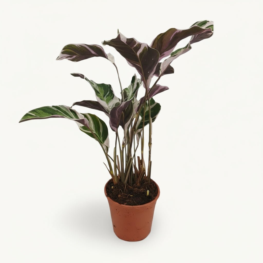Calathea Fusion White Basic — D14 x H40 cm - Verdeia
