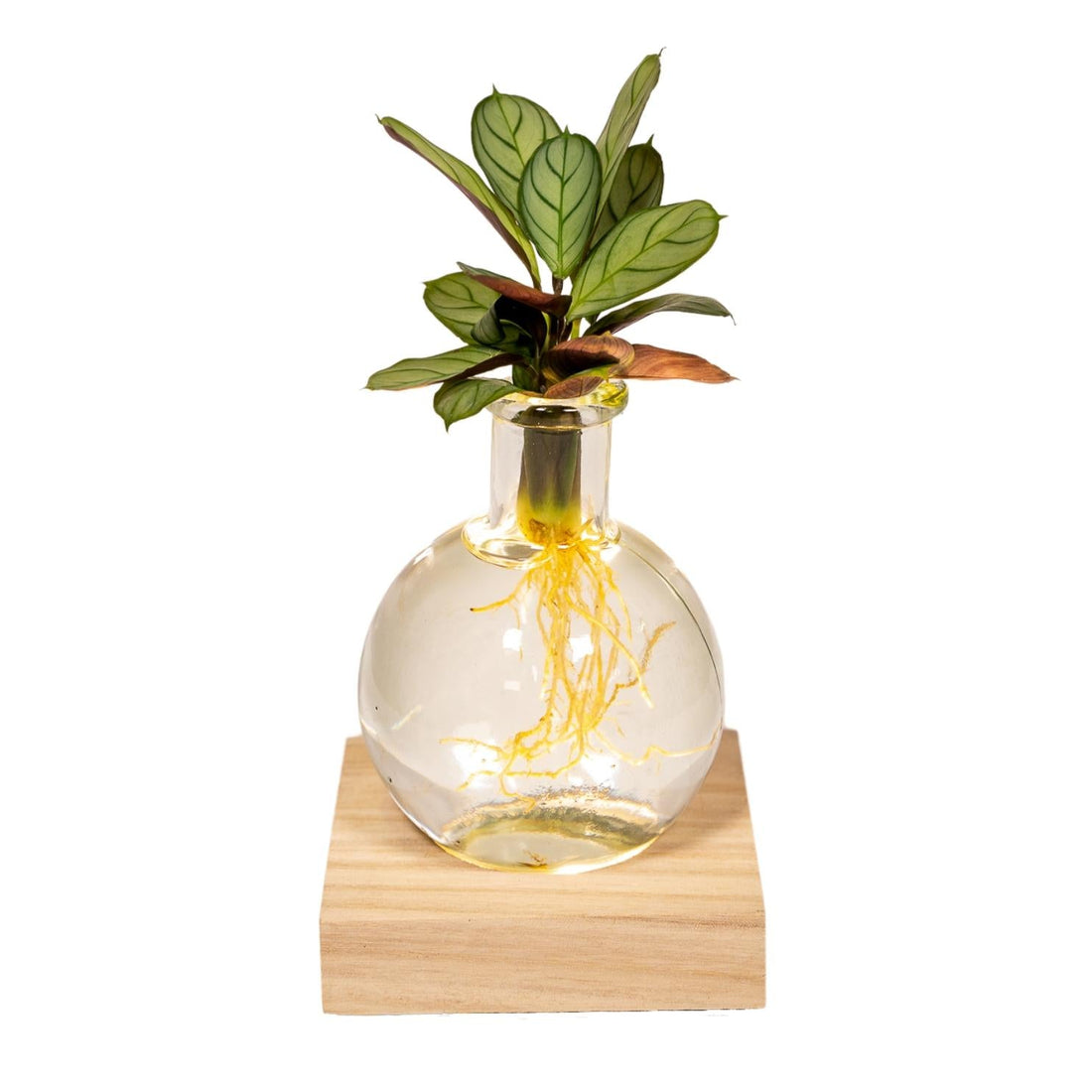 Calathea hydroponique en verre Samoa avec LED – Ø12cm – ↕10cm - Verdeia