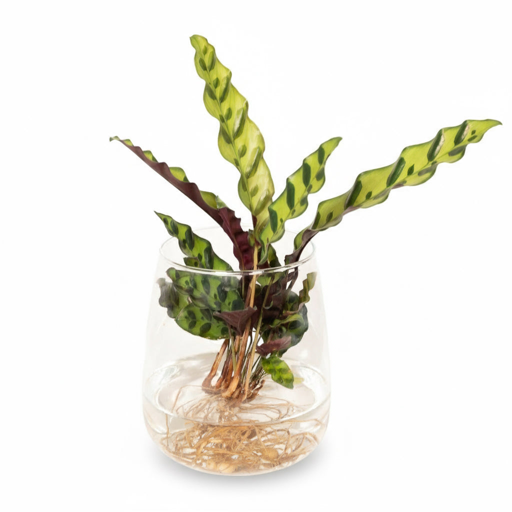 Calathea Insignis – Plante Paon en Kingston Glas – Ø12cm – ↕30cm - Verdeia