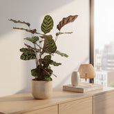 Calathea Makoyana – Plante paon tropicale - Verdeia