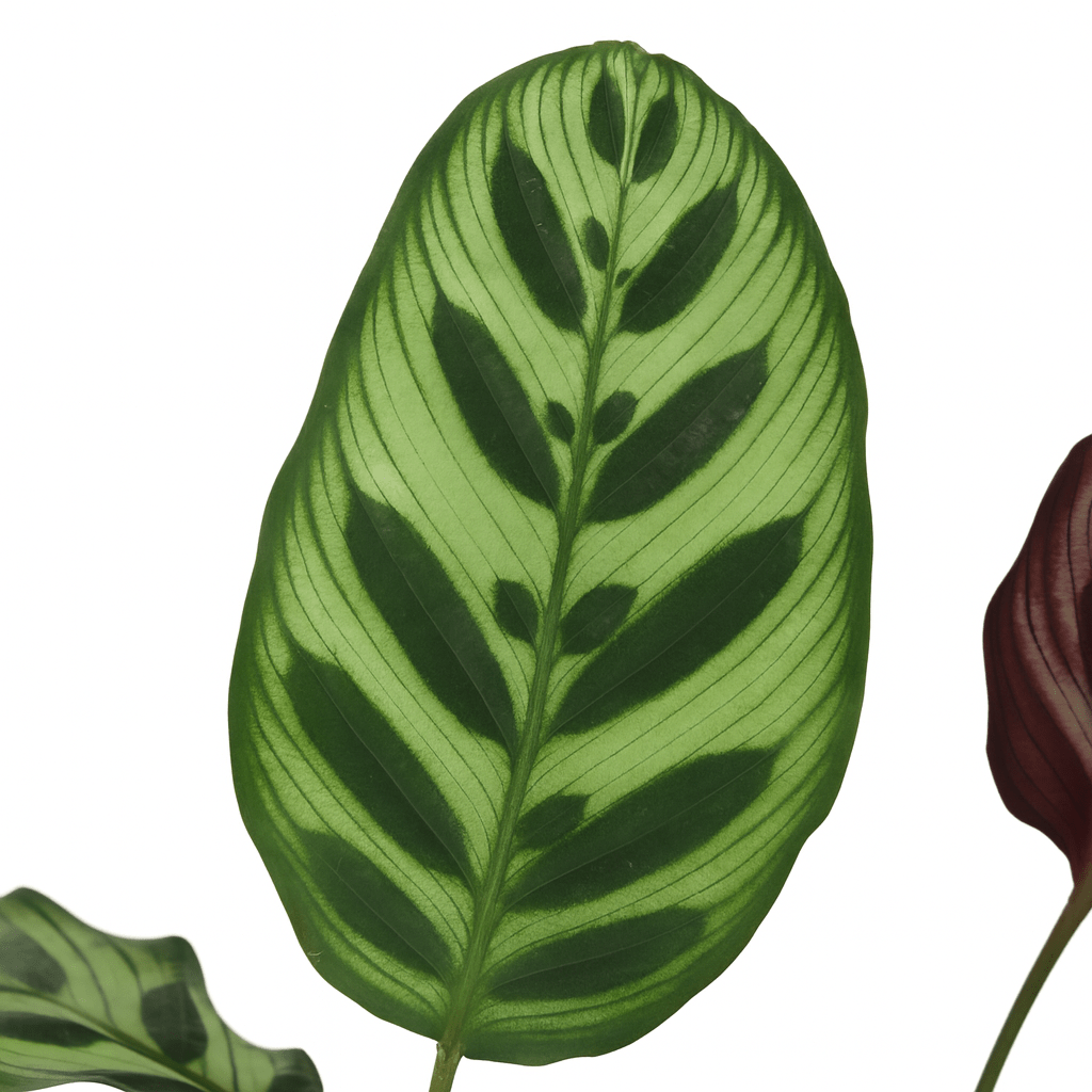 Calathea Makoyana – Plante paon tropicale - Verdeia