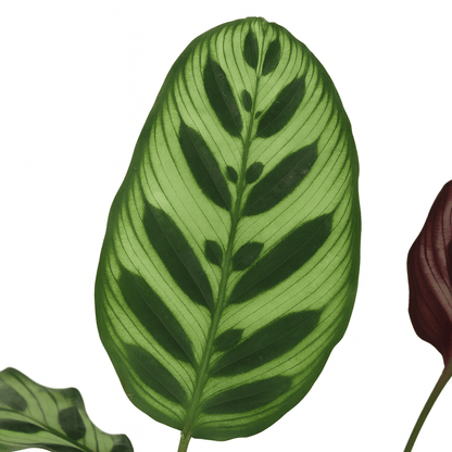 Calathea Makoyana – Plante paon tropicale - Verdeia