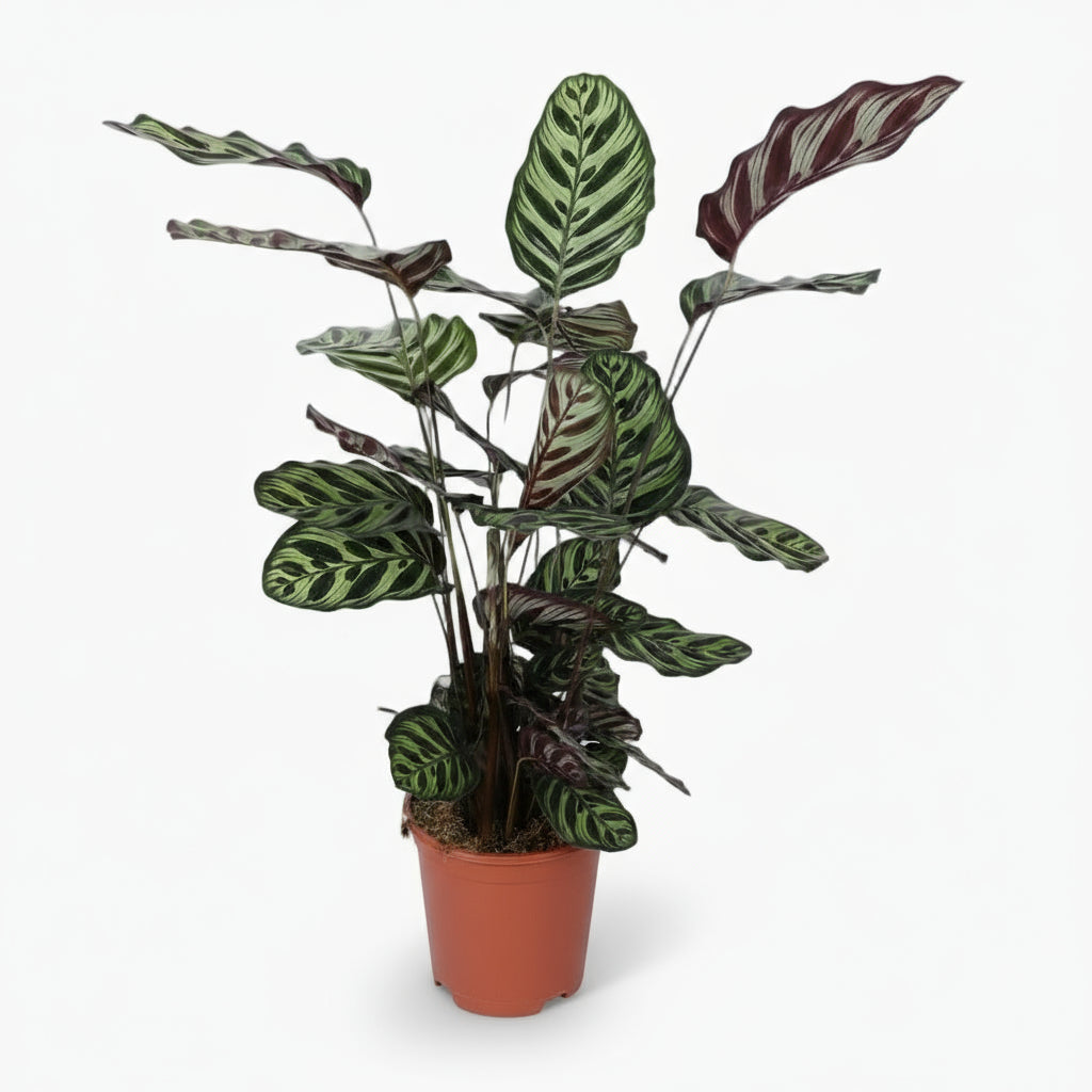 Calathea Makoyana – Plante paon tropicale - Verdeia