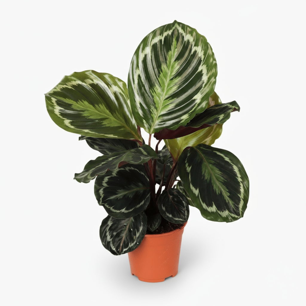 Calathea Medallion – Plante paon tropicale au feuillage marbré - Verdeia