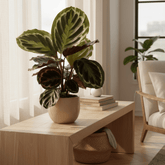 Calathea Medallion – Plante paon tropicale au feuillage marbré - Verdeia