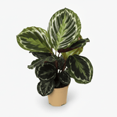Calathea Medallion — Plante paon - Verdeia