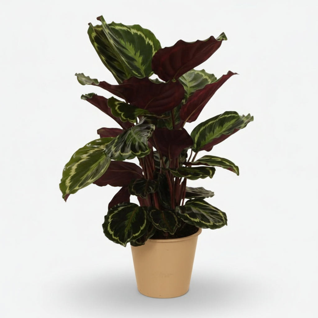 Calathea Medallion — Plante paon - Verdeia