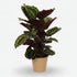 Calathea Medallion — Plante paon - Verdeia