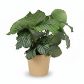 Calathea orbifolia – Plante paon tropicale - Verdeia