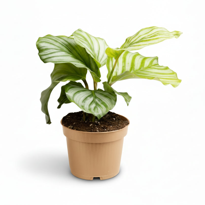 Calathea orbifolia – Plante paon tropicale - Verdeia