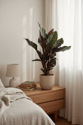 Calathea Ornata — Ø14 cm — H50 cm - Verdeia