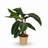 Calathea warscewiczii – Plante paon veloutée - Verdeia