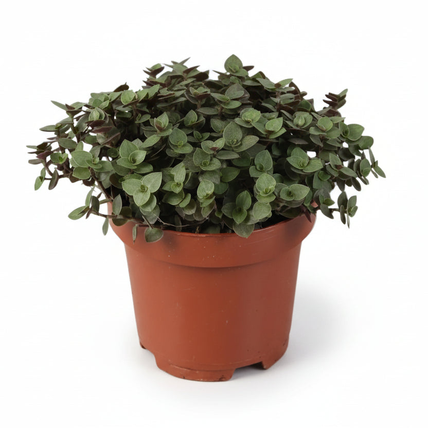 Callisia Repens — Ø12 cm — H17 cm - Verdeia