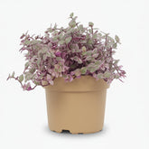 Callisia Repens Rosato 12 x 16 cm - Verdeia