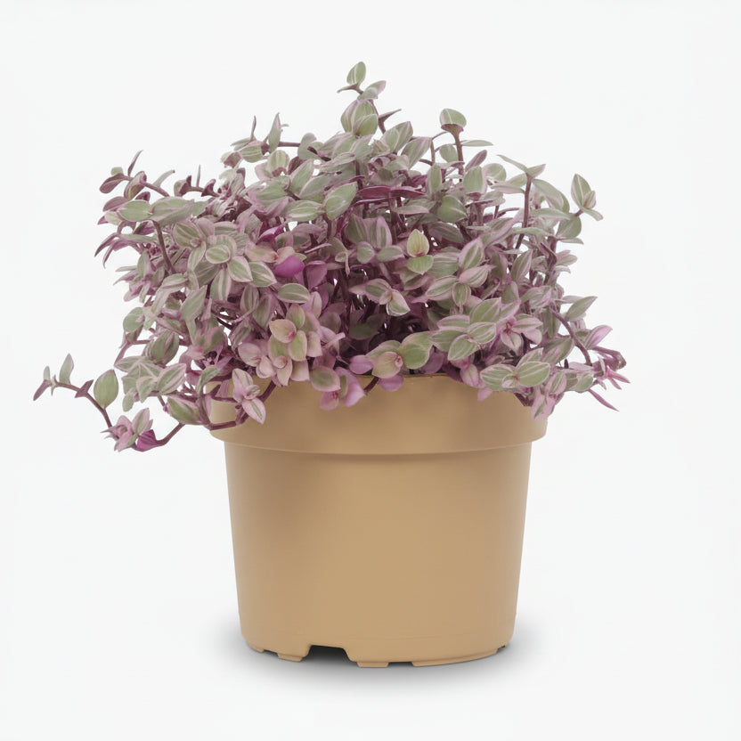 Callisia Repens Rosato 12 x 16 cm - Verdeia