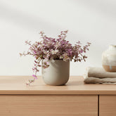 Callisia Repens Rosato 12 x 16 cm - Verdeia