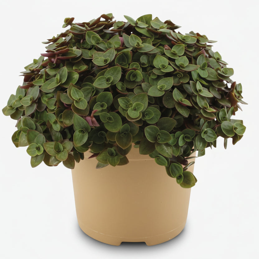 Callisia Turtle — Ø10,5 cm — H15 cm - Verdeia